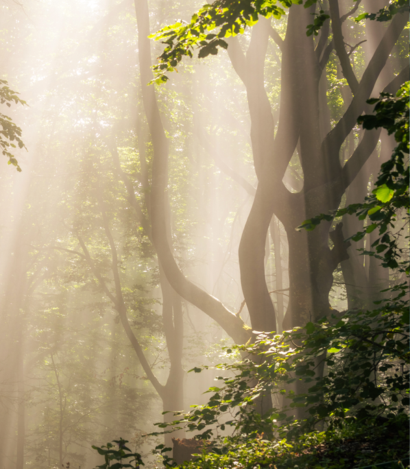 Frankfurt on the run